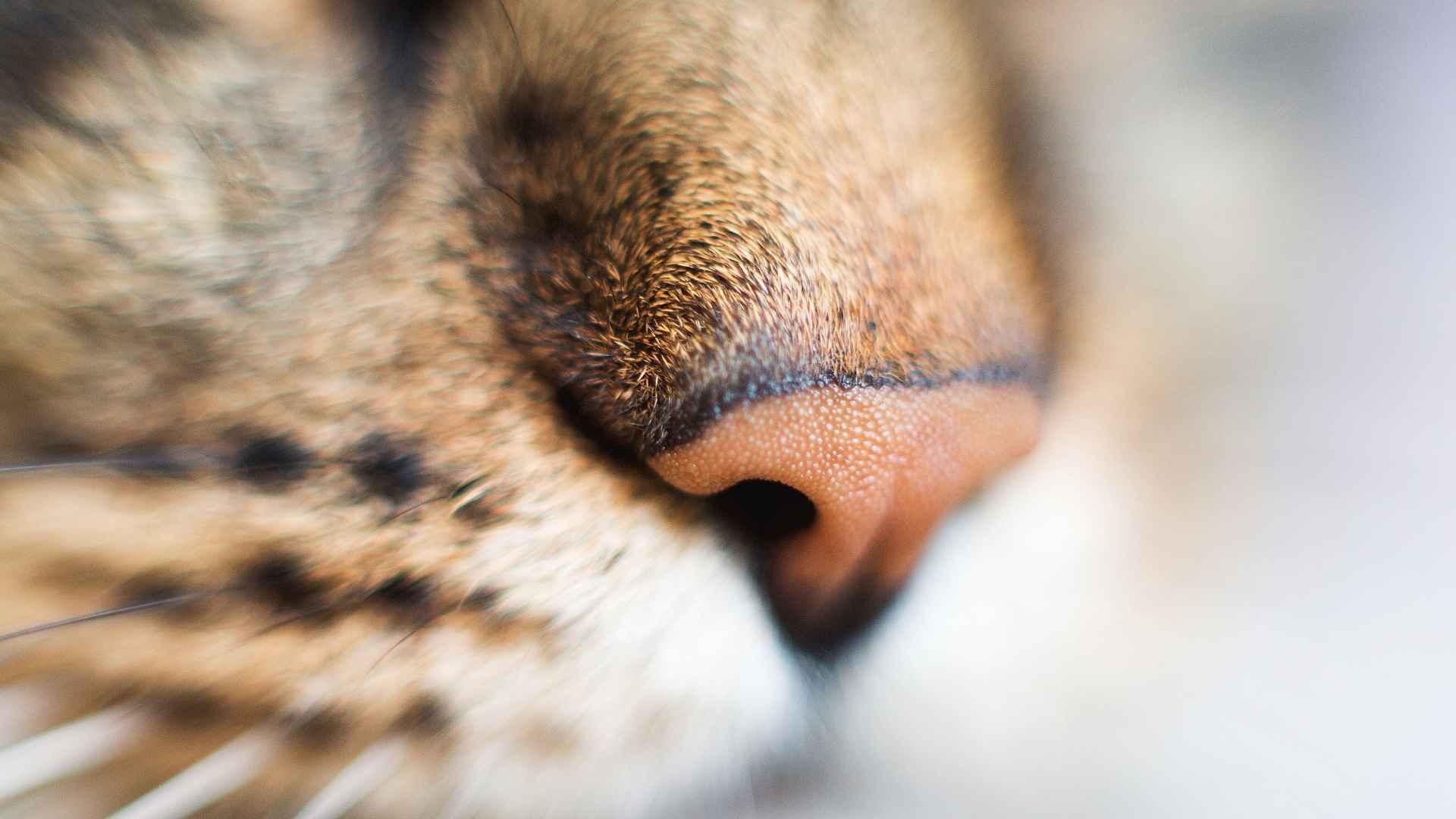 Sentido del olfato en gatos